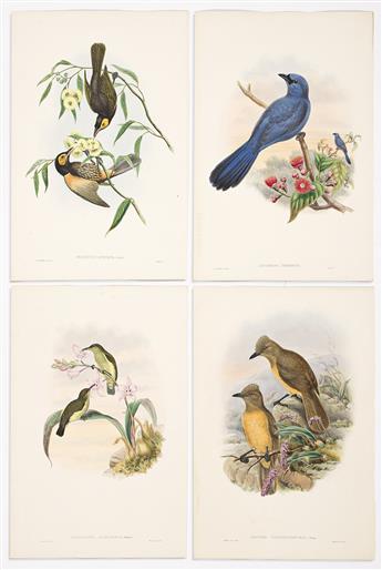 (BIRDS.) John Gould. Selection of 45 hand-colored lithographed plates from Gould's Hummingbirds and Birds of New Guinea.
